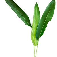 FEUILLE DE BANANE FRAIS, FEUILLES DE BANANE VERTES DE L'INDE
