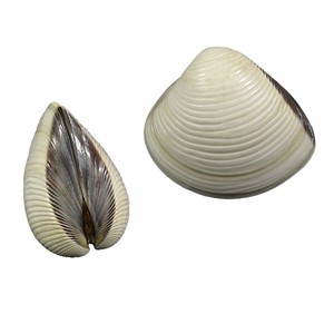 Almejas Enteras Congeladas Naturales Premium IQF Envasadas al Vacío, Origen Vietnam, 24 Meses de Caducidad, Exportador Mayorista a Granel - Product Image 4