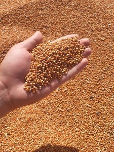 Sorgo Seco de Grano Entero, Color Moteado, Limpio y Clasificado, Cereal Grueso Sin Gluten, Grado Alimenticio, Suministro a Granel en Venta - Product Image 5