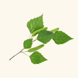 Aceite Esencial de Abedul 100% Puro y Orgánico, Hidratante, Aclarante y Nutritivo para Uso Diario, Apariencia Líquida, Herbal, Naranja - Product Image 1