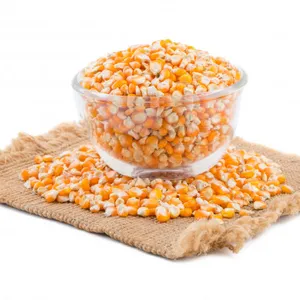 Maíz seco de alimentación animal de alta calidad/maíz amarillo seco para alimentación animal/maíz dulce seco al mejor precio competitivo