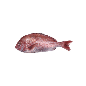 Filetes de Besugo Congelados Premium en Grandes Cantidades para Restaurantes y Restauradores Conservados con Parte del Cuerpo de Agua Incluida - Product Image 5