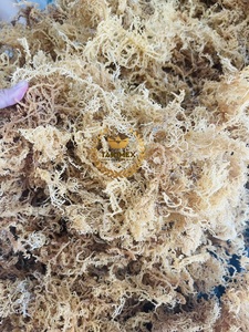 Seamoss | seamos seamos สีขาวแห้งถูกส่งออกจากผู้ผลิตในเวียดนาม - Product Image 5