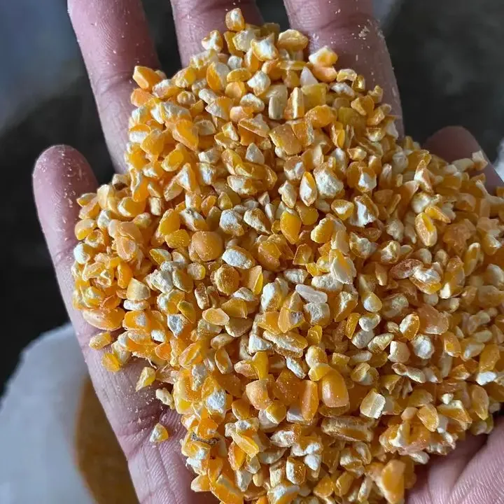 Makanan Gluten jagung kering manis tingkat pakan Maize kuning untuk kulit jagung hewan dan Pakan burung tingkat rendah