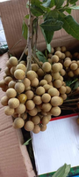 Premium Kwaliteit Verse Longan-Tegen Concurrerende Prijzen/Aziatisch Fruit Verse Longan Groothandel