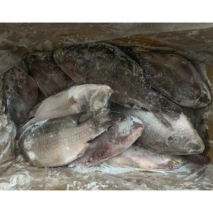 Tilapia Congelada al por Mayor |   Tilapia China a Precio Competitivo, Adecuada para Contratos de Suministro a Largo Plazo - Product Image 5