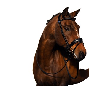 Brides de dressage anatomique - Product Image 1