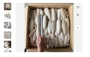Dried <b>Cuttlefish</b> Bone High Quality Vietnam Box Style FRESH FROZEN <b>CUTTLEFISH</b> for SALE WHOLE CLEANED in SHELF - Product Image 5