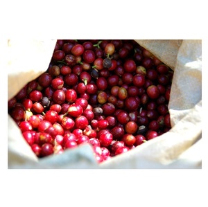 เมล็ดกาแฟโรบัสต้าสีเขียวคั่วแบบดิบอบแห้งสำหรับประเทศเยอรมนี - Product Image 2