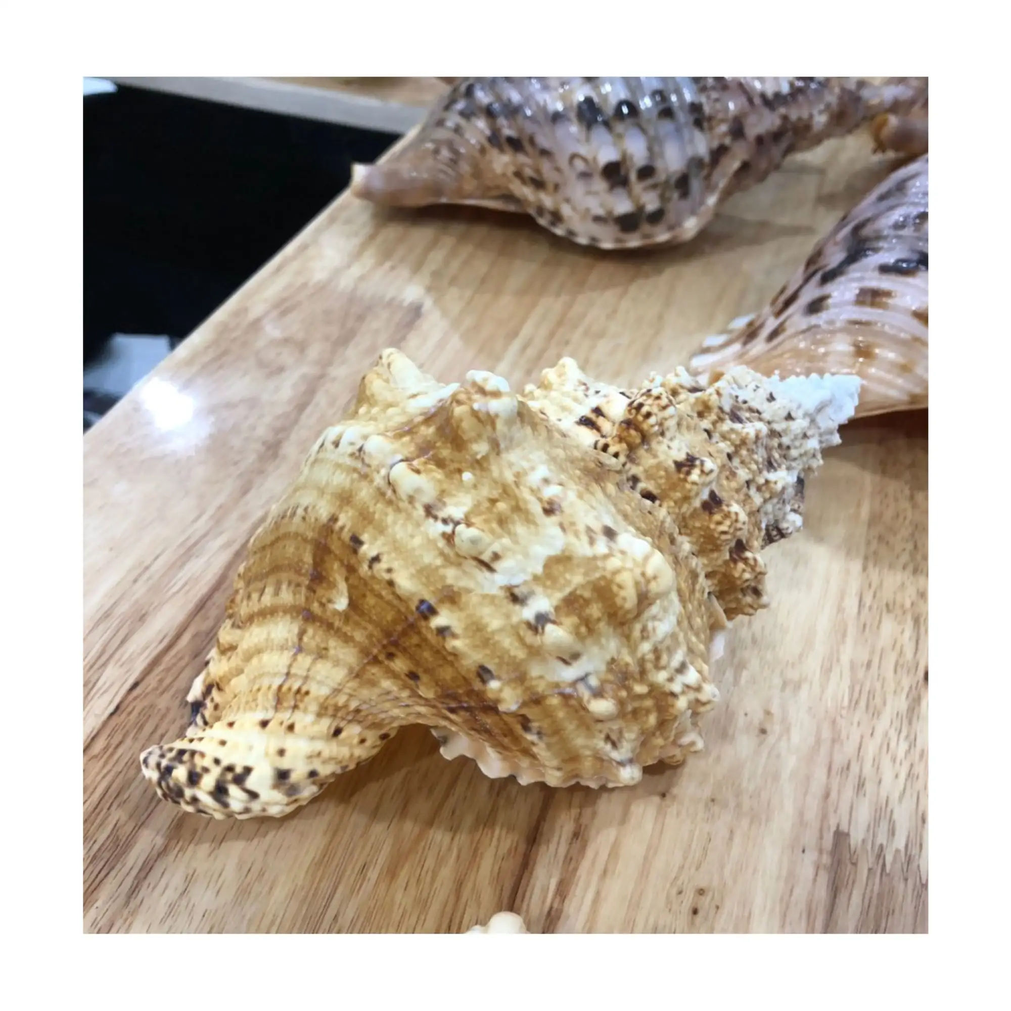Large Quantity Natural Craft Half Cut Split Sea Shell Cowrie Shell Decor Seashell Conch Shell