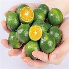 JUGO CALAMANSI CONGELADO CON INGREDIENTES A BASE DE PLANTAS PARA EL APOYO INMUNE NATURAL Y BIENESTAR DIARIO - Product Image 6