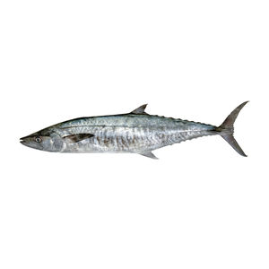 Meilleurs matériaux de vente en gros à bas prix Importateurs de fruits de mer frais Exportateurs Poisson roi maquereau espagnol à barbe étroite - Product Image 2