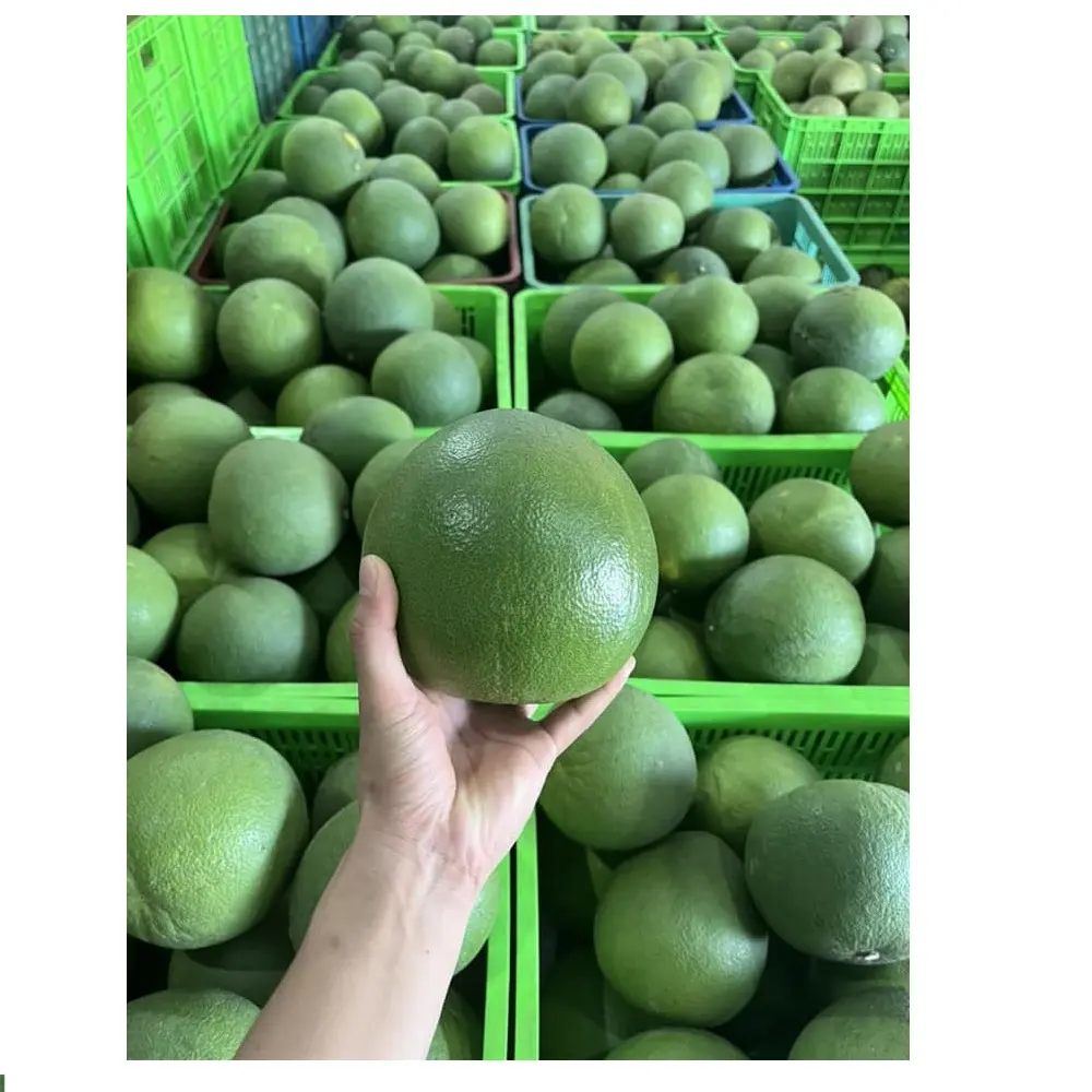 Fresh Skin Pomelo Vitamins And Minerals Abundant Super fruit Export From Vietnam's Supplier Golden Calf What.sapp 0084989322607