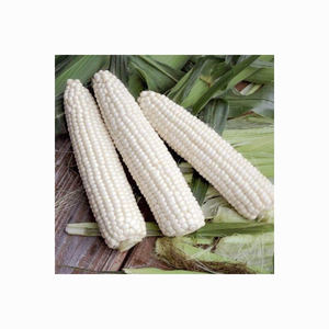 ข้าวโพดขาวแห้ง/ข้าวโพด เหมาะสําหรับการบริโภคของมนุษย์และสัตว์ - Product Image 6