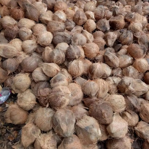 Materia orgánica cruda de coco semidescascarillado para bebidas, platos culinarios y procesamiento de alimentos cosechados en Vietnam - Product Image 1