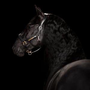 Licol en cuir noir-Passepoil verni avec plaque signalétique de cheval gravée pliable - Product Image 3