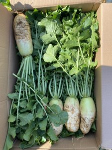 Daikon แช่แข็งหัวไชเท้าใบไม้สีฟ้า + 84966274584 - Product Image 6