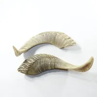 Corne de béliers moyenne Shofar coquille naturelle corne de buffle corne à boire Style animal poli décoration de la maison artisanat Technique brute