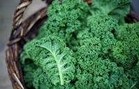 Concombres frais biologiques de haute qualité 100% naturels en sac/carton de 10 kg au prix de gros