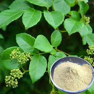 Qualité supérieure Ampelopsis Cantoniensis extrait sec poudre jaune liquide-solide santé complément alimentaire soutien de la douleur à l'estomac - Product Image 6