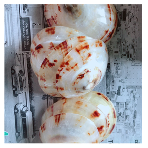 CONCHAS DE MAR LIMPIADAS PULIDAS LIMPIADAS Y CLASIFICADAS EN VIETNAM LISTAS PARA ARTESANÍA - Product Image 2
