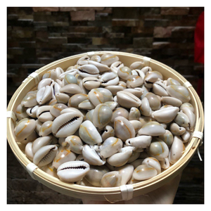 Handmade Seashell Cowry Decor, Natural Seashell Cowry for Coastal Interiors, Sustainable Gift for Eco-Conscious Beach <b>Lovers</b> - Product Image 1