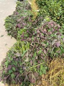 Vendedor caliente 2024 Perilla Frutescens polvo de hoja 100% Perilla pura calidad superior - Product Image 3