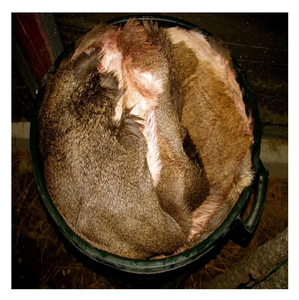 Wholesale Export Quality 2025 Kenyan Hides and Skins at Cheap Market Prices Amazing Grade 1 Kenyan Raw Wet Salted Cow Hides/Skin - Product Image 6