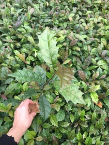 Natural Celastrus Hindsii <b>Tea</b> 4.59 oz Dried Celastrus Hindsii <b>Tea</b> Bags Dried Yellow Celastrus hindsii Leaf Vietnam - Product Image 5