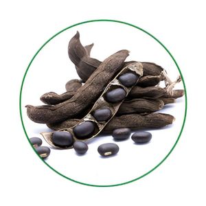 Extracto puro de Mucuna en polvo de calidad superior al por mayor extracto a granel Extracto de frijol terciopelo 10% - 60% - Product Image 4