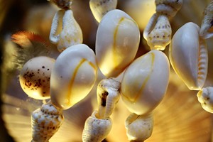 Coquilles de cauri naturelles de haute qualité de produit de coquillage naturel de cauri du Vietnam avec le meilleur prix - Product Image 3