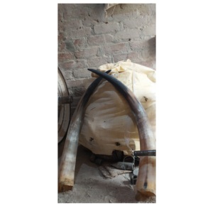 Corne de paire de buffle personnalisée avec crochet mural pour vaisselle de table artisanale naturelle d'excellente qualité Corne de paire de buffles 100% - Product Image 2