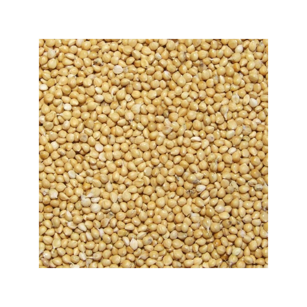 Yellow millet packed for shipment to global buyers and grain processing companies