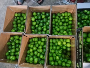 Limón sin semillas producto de Vietnam con proveedor de limón sin semillas precio barato en Vietnam limón delicioso sin semillas - Product Image 5