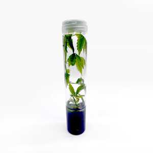 Tubos de cultivo estériles con tapa transpirable de borosilicato Ideal para contenedores de cultivo de tejidos - Product Image 4