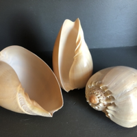 HOT HIT GRANDE TAILLE MELO MELO SHELL - VOLUTE NOBLE SHELL SEASHELL POUR DÉCORATION PRÊT À EXPORTER