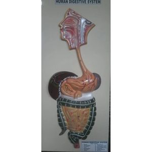 Modelo de Sistema Digestivo de PVC, Esqueleto Humano Anatómico para Ciencias Médicas, con Énfasis en la Columna Vertebral - Product Image 1