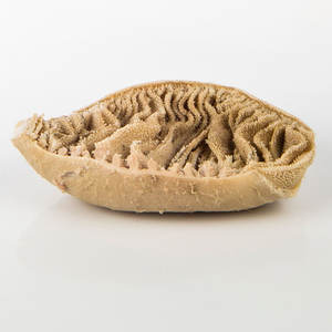 Omaso de Res Congelado de Alta Calidad, a Granel, Bajo en Azúcar, Sin Azúcar, Seco, para la Venta, de Alta Gama - Product Image 1