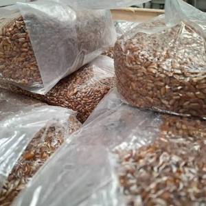 Grains de seigle séchés de qualité supérieure, procédé AD, certifiés HACCP, 5% de grains brisés, origine ZA, humidité max. 12%, à vendre - Product Image 1