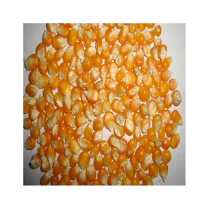 Maíz amarillo para alimentación de animales y humanos, maíz amarillo para alimentación de aves de corral - Product Image 1
