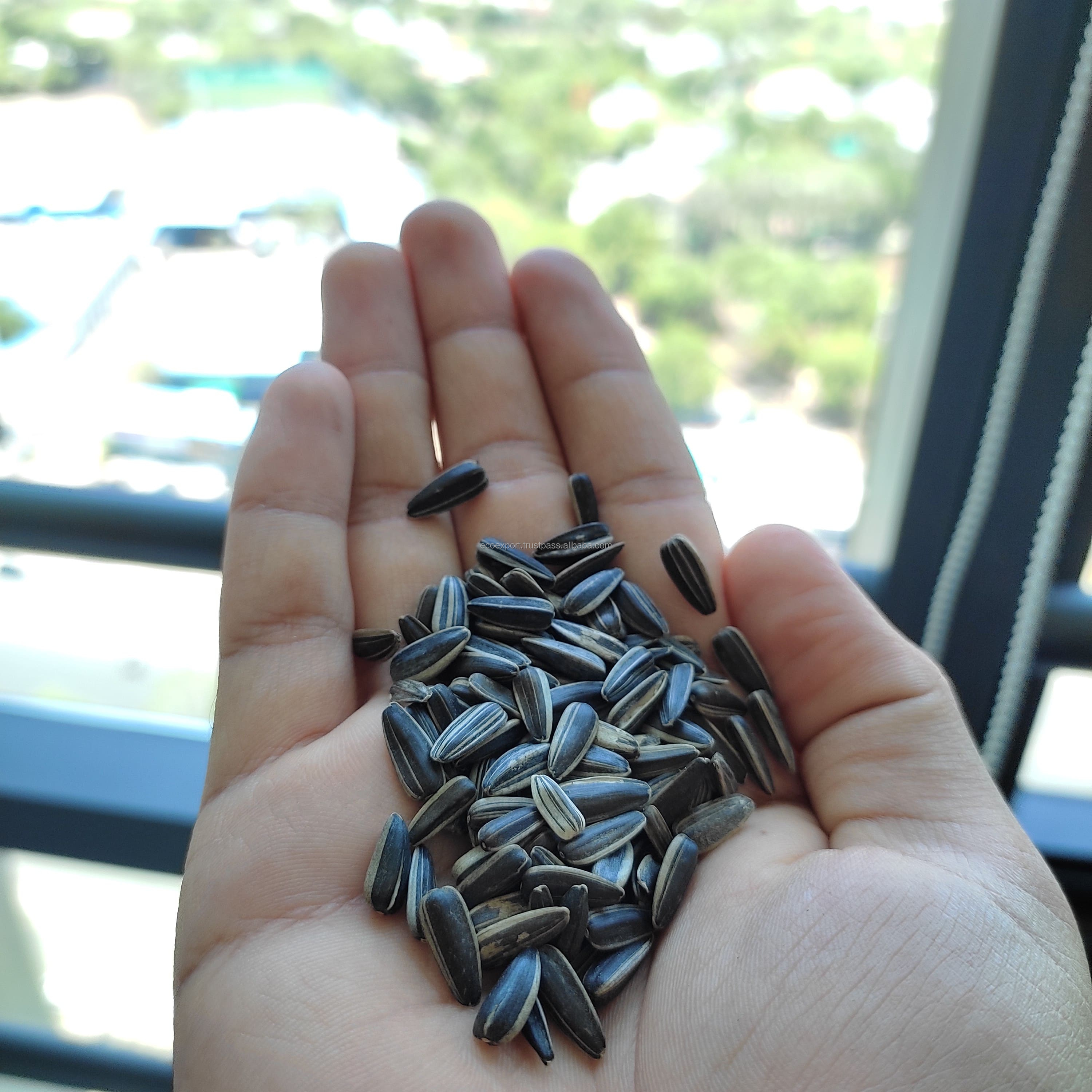 Индийские Оптовые Внутренние высококачественные органические Сыпучие большие семена семян подсолнечника