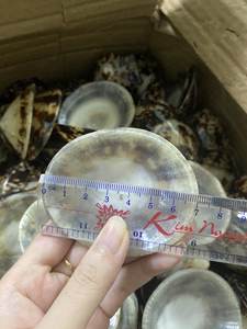 ¡Novedad de 2025! Conchas de limpias naturales de Vietnam, pulidas, artesanía ecológica para decoración del hogar y joyería - Mejor precio - Product Image 4