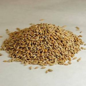 High Quality Organic Ryegrass <b>Seeds</b> Premium Quality South Africa Origin Forage Turf Use Poly Bags <b>Storage</b> Stable Shelf Life - Product Image 2