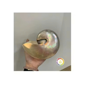 Nautilus Shell Art de style côtier du Vietnam pour les armoires de collection et les présentoirs élégants pour la maison - Product Image 6