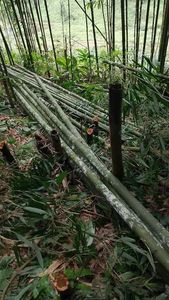 Varas de Bambú Naturales y Carbonizadas |   Tamaño Grande |   Tratado para la Construcción |   Directo de Fábrica - Product Image 2