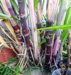 Caña de azúcar roja de caña de azúcar púrpura de ALTA CALIDAD para exportación 100% Proveedor de reputación natural Hecho en Vietnam - Product Image 4