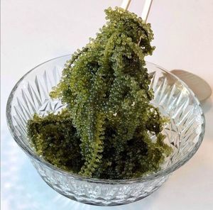 Sea Grape Premium Umibudo <b>Seaweed</b> Harvest Vietnam Factory Supply Hot Sale for Sashimi Dining 99 Gold Data - Product Image 3