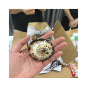 Collection de coquillages naturels, coquillage à patelle-Matériau de décoration exclusif fait à la main pour la décoration intérieure, l'art du bricolage, cadeau unique - Product Image 2