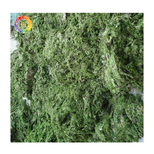 Poudre d'algues Sargassum et poudre d'algues vertes en grande quantité pour engrais et amélioration du sol, algues séchées pour l'exportation - Product Image 2