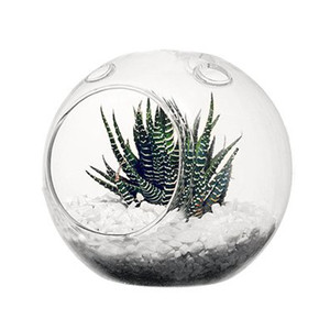 Terrarium HCH0106NH โลก/ไม่มี Hook - 6.5 - Product Image 5